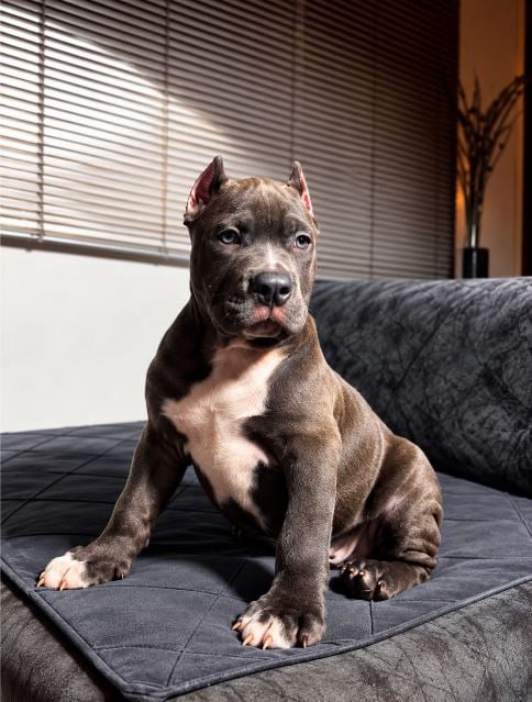 extreme american bully puppy