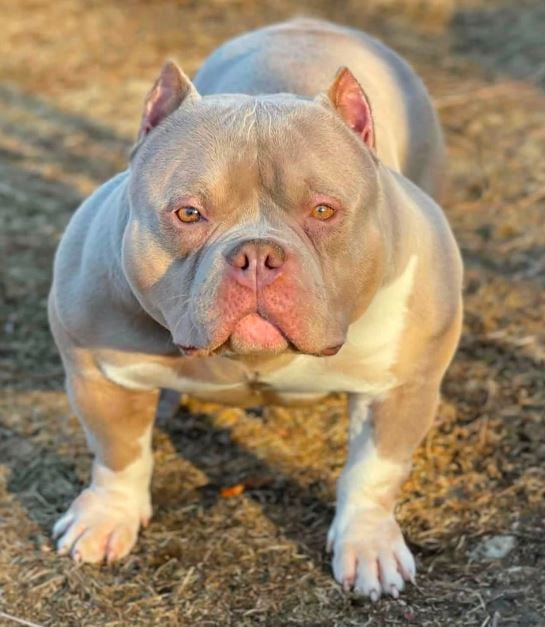 beauty beast moly