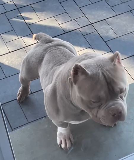 moly ready bully