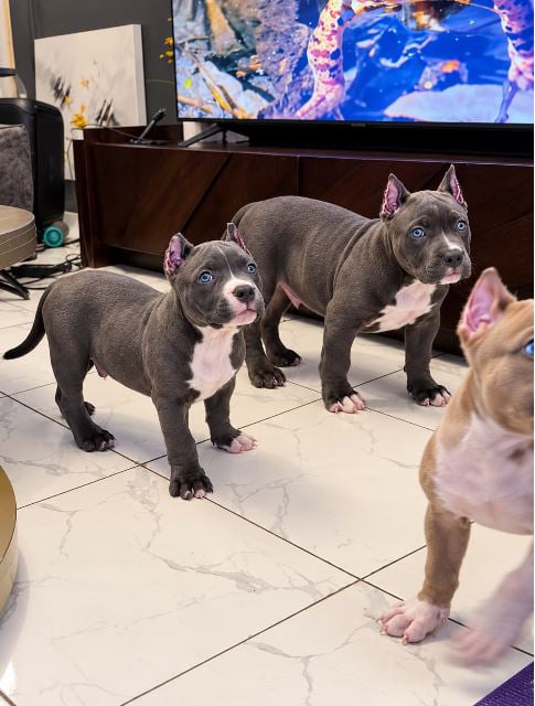 3 blue bullies