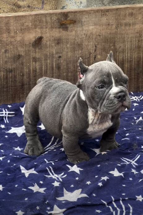Pip the pocket bully puppy