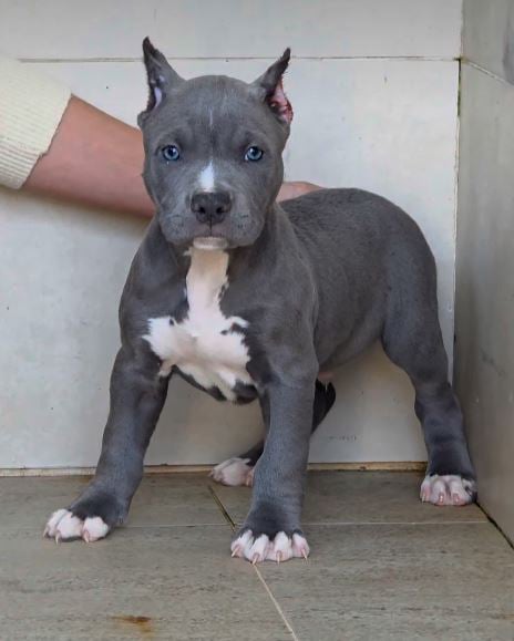 Charlie at 9 weeks old