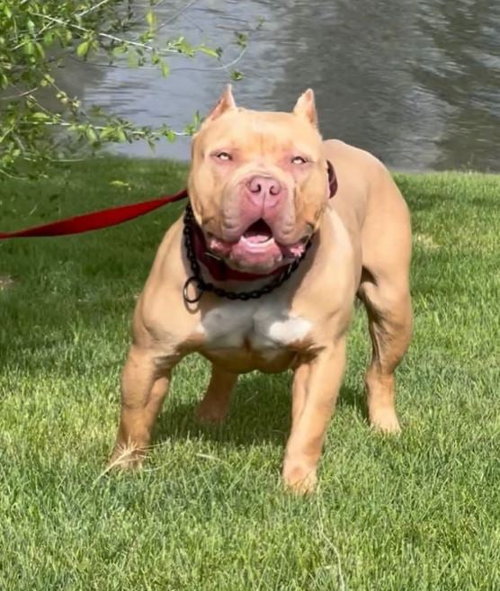 working american bully dogs
