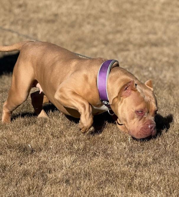 american bully