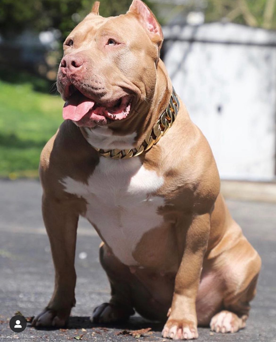 bully monster pose