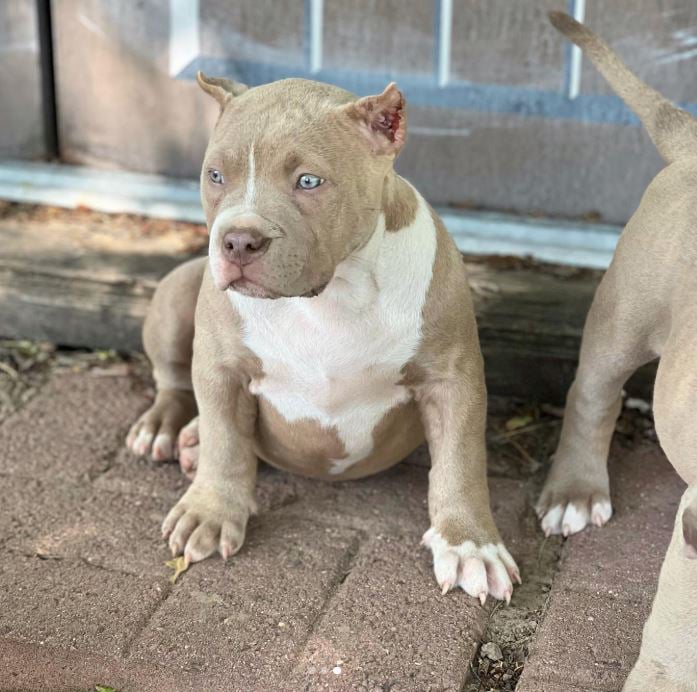 Daisy Extreme bully pupp
