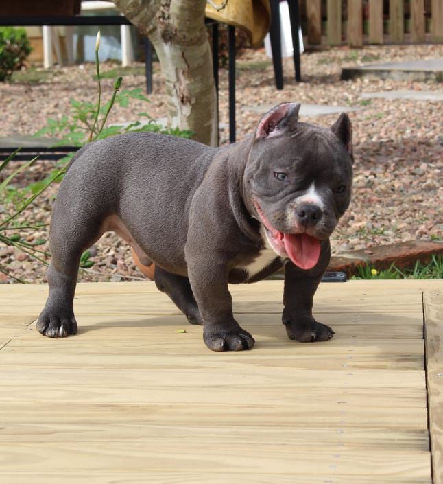 Pip the American bully puppy