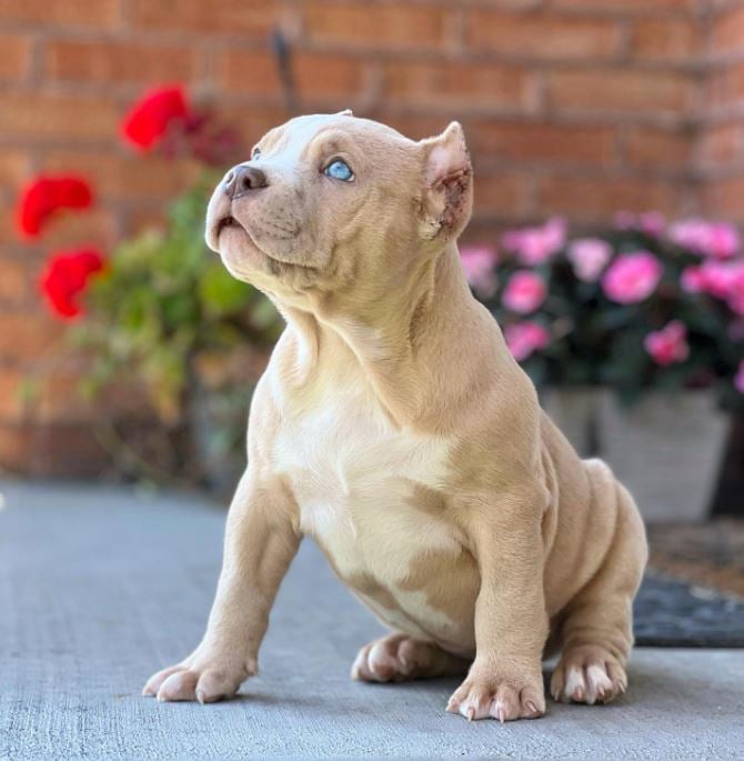 Joli extreme pocket bully